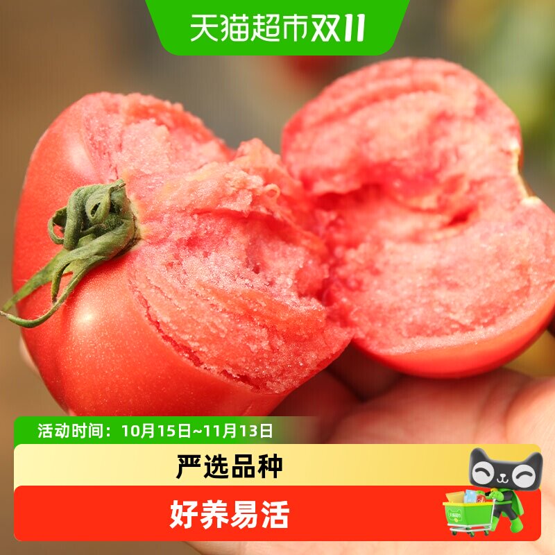 寿禾番茄苗圣女果苗蔬菜寿光菜苗秧秧苗黄瓜辣椒茄子西瓜秋葵大全