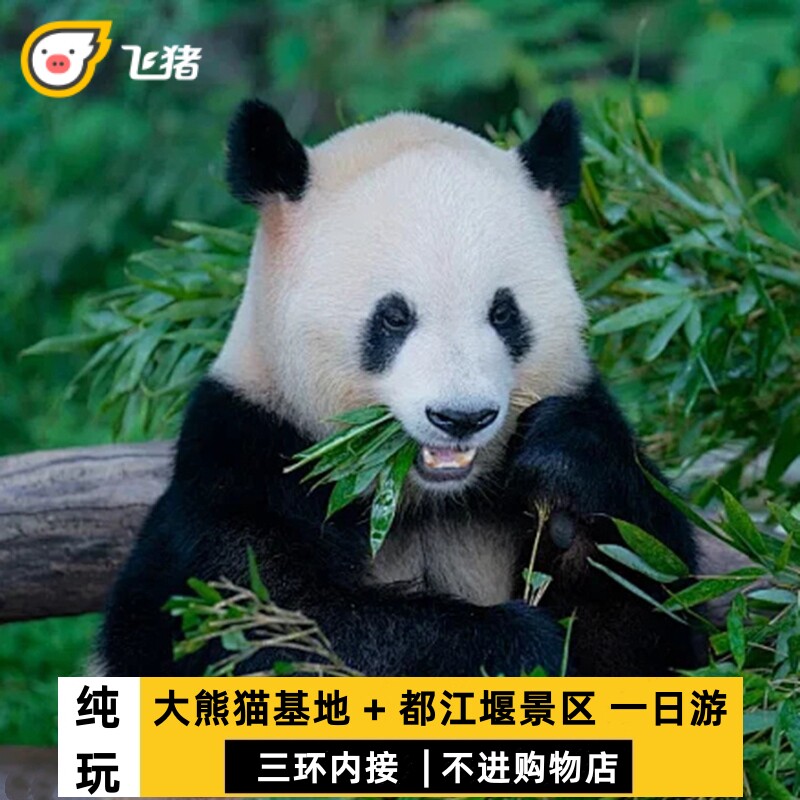 成都大熊猫繁育研究基地都江堰一日游三环接纯玩无购物大团8人团