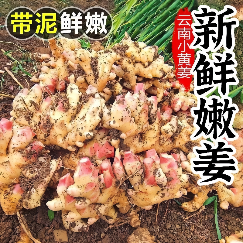 新鲜带泥发货嫩姜红芽嫩姜仔姜子当季蔬菜鲜姜醋泡姜红芽姜
