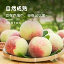 新鲜水果 产地直发山西脆蜜桃头茬毛桃当季