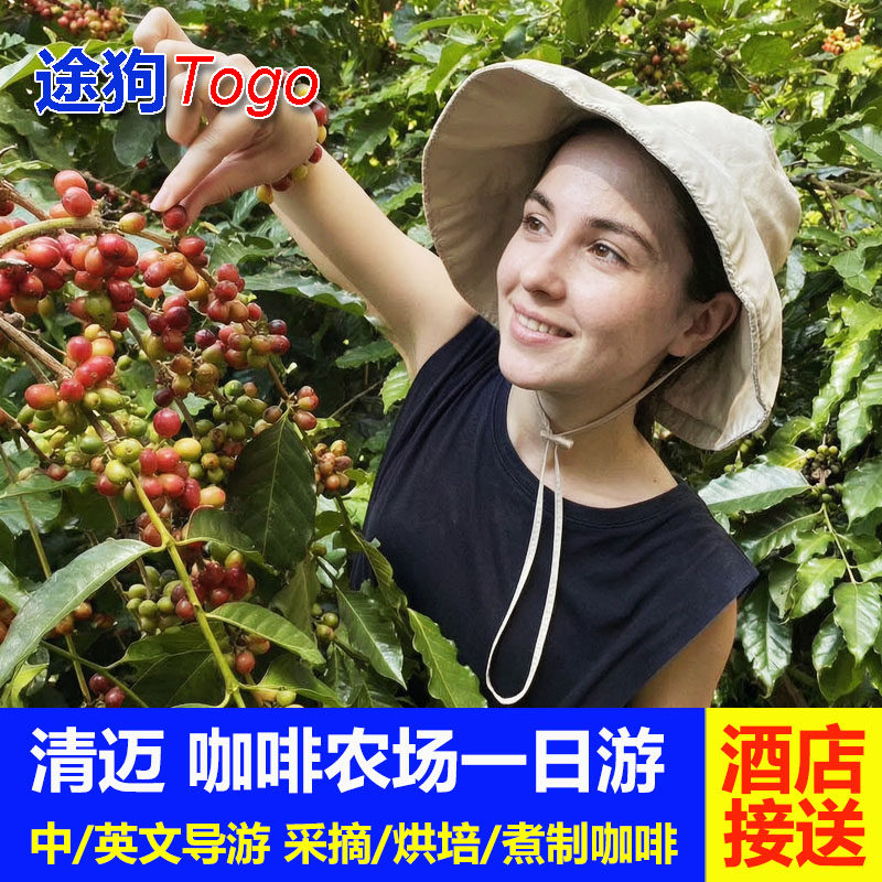 途狗 泰国清迈有机咖啡农场 半日游一日游文化体验旅游旅行玩乐
