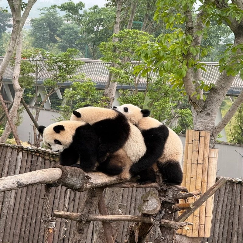 成都自由行+都江堰 青城山含动物园门票住宽窄巷子希尔顿欢朋酒店