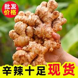 云南罗平小黄姜老姜现挖生姜农家新鲜土姜月子姜食用3/5斤