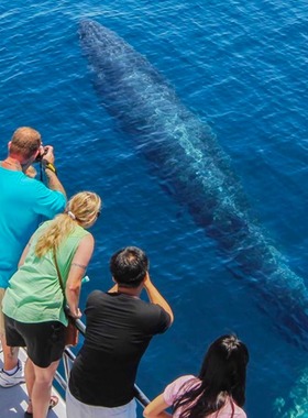 初海旅行 新西兰旅游奥克兰观鲸观海豚Auckland Whale & Dolphin