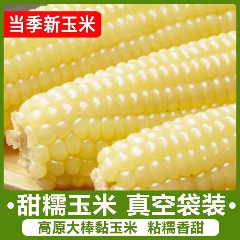 25年新东北苞谷白糯黏玉米真空袋装甜粘主食早餐0添加轻食粗粮