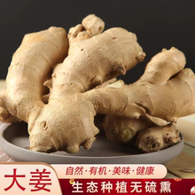 山东老姜生姜水洗风干姜块特产生姜黄姜月子姜块批发老姜整箱包邮
