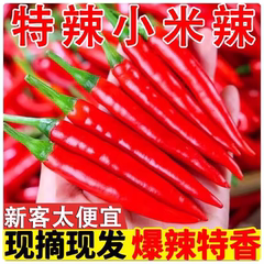 云南小米辣椒新鲜现摘朝天椒特辣超辣薄皮土红辣椒指天椒魔鬼辣