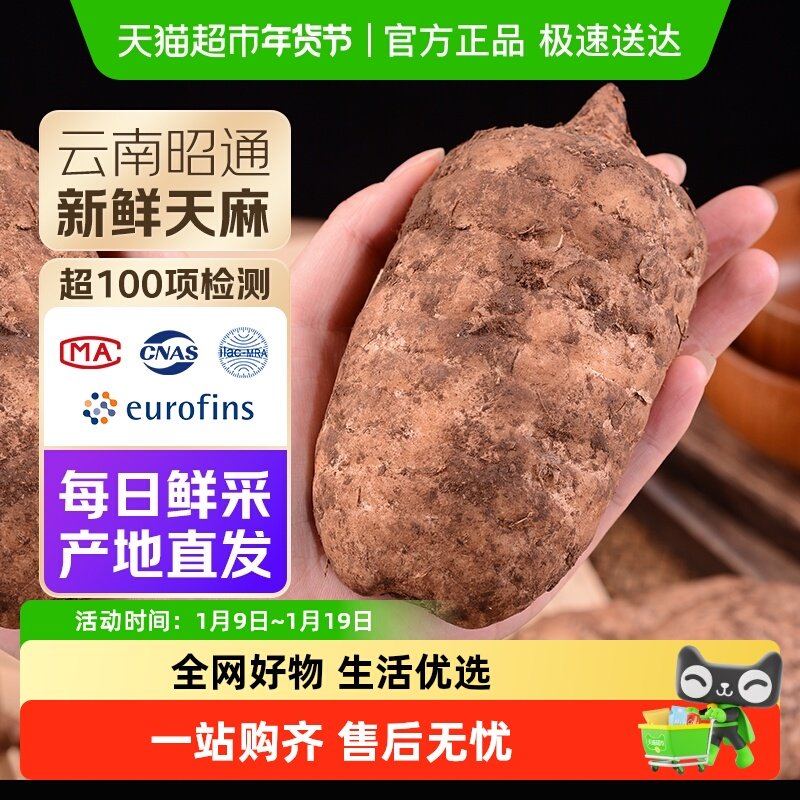 正宗云南昭通小草坝仿野生乌天麻现挖现发特级新鲜天麻