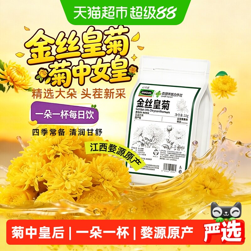金丝皇菊黄菊大朵菊花茶久泡不散贡菊胎菊江西原产新货花草养生茶