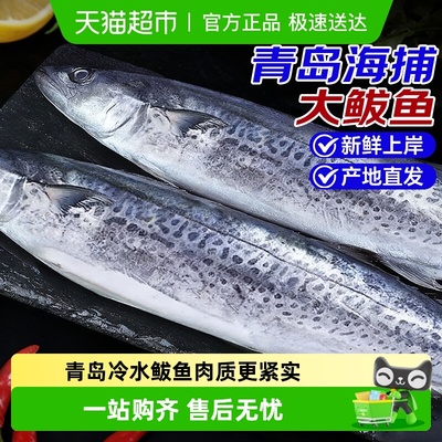 海仙部落鲅鱼新鲜海捕马鲛鱼青岛
