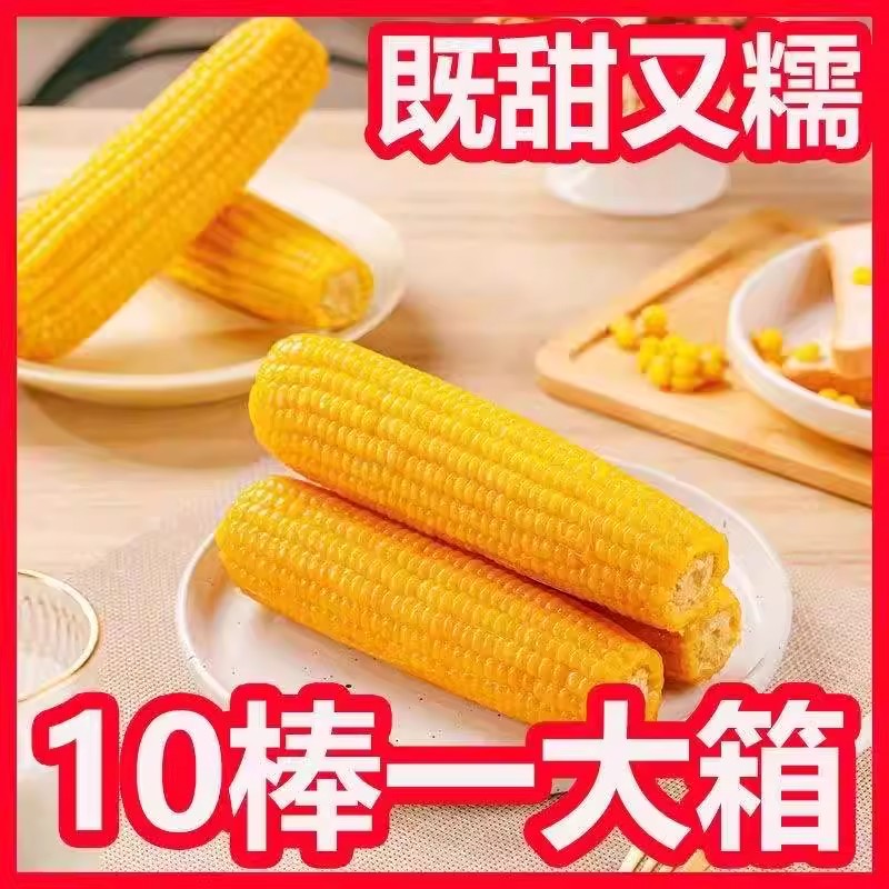 2025年新东北黄糯玉米10根真空包装新鲜现摘香粘粘苞米非即食粗粮