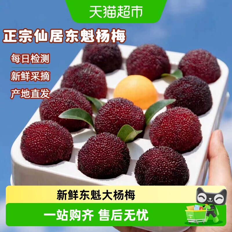【正宗】浙江仙居杨梅新鲜东魁杨梅大果鲜果现摘现发颗粒礼盒装