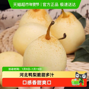 新鲜鸭梨河北皇冠梨水果梨子脆甜砀山白梨子香雪梨当季整箱