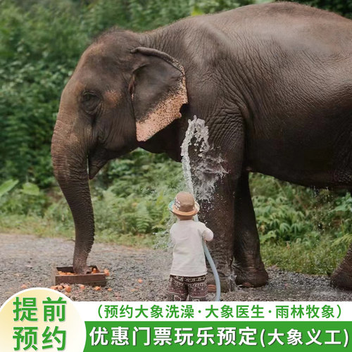 单项预约优惠多多 野象谷遛娃神器 体验0距离接触亚洲象 大象洗澡 大象体检 大象义工体验
