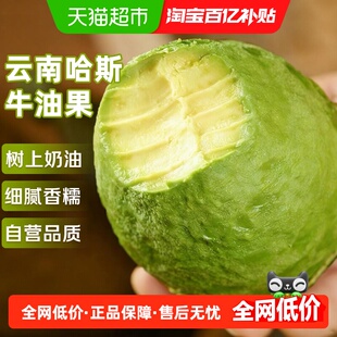 云南哈斯牛油果应当季新鲜水果整箱特大果孟连即食鳄梨孕妇