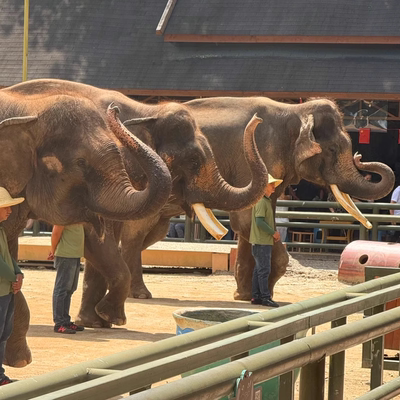 [野象谷景区-大门票]西双版纳野象谷