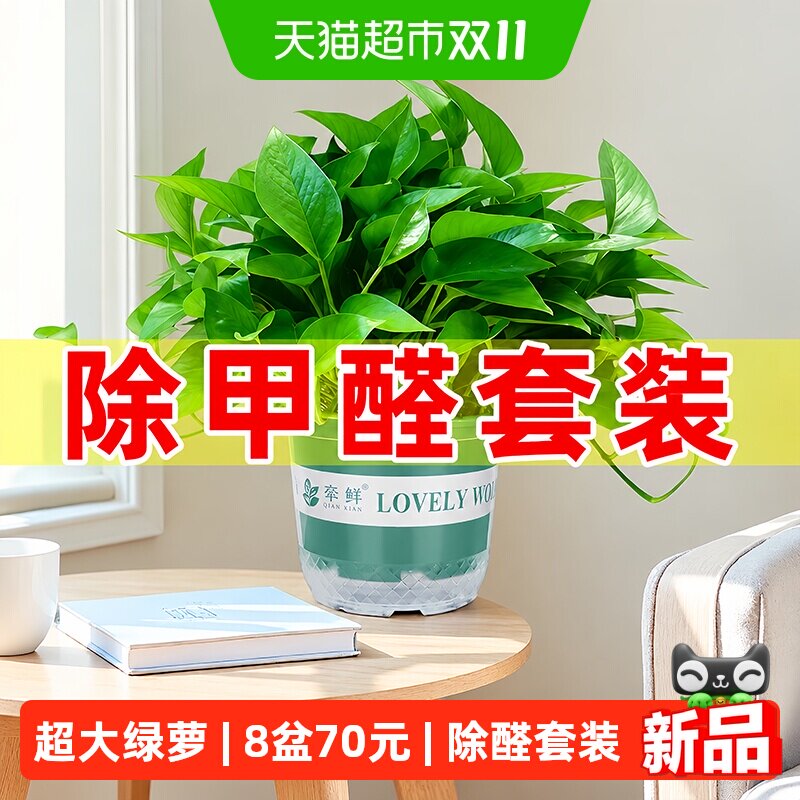 牵鲜超大绿萝长藤盆栽室内植物新房装饰绿植超大70元长藤绿箩