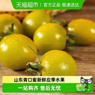 山东青口蜜新鲜应季 水果蔬菜绿色千禧小番茄樱桃圣女果