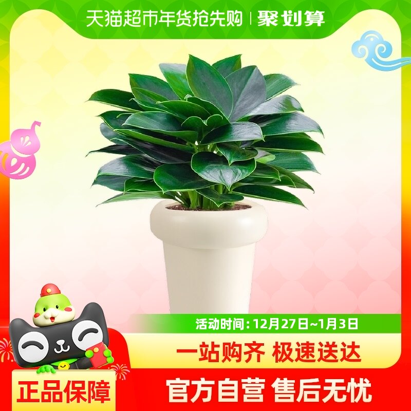 �����Ҷ�̹���������ֲ�칫�������˺������ܿ�����������ȥ��ȩ