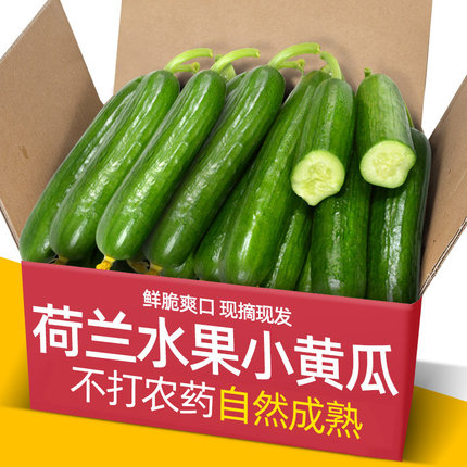 正宗荷兰品种水果新鲜5斤小黄瓜青瓜山东生吃脆嫩清甜旱黄瓜白