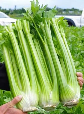 正宗西芹专用新鲜自种榨汁农家优质绿色脆嫩青菜芹菜时令蔬菜批发