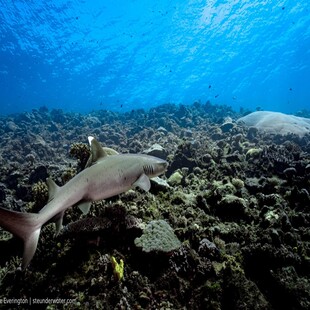 斐济鲨鱼潜水盛宴:探索充满活力的“超市”礁100443