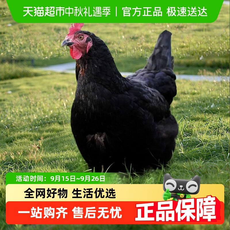 雀淘农家品质甄选黑凤老母鸡2只