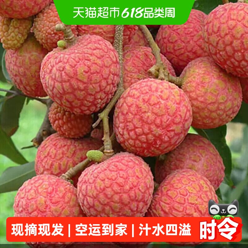 【现货冷链】淘天然广东白糖罂荔枝新鲜水果当季爆甜新鲜采摘