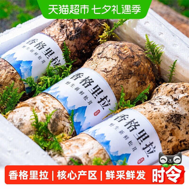 2026香格里拉新鲜松茸菌野生菌菇