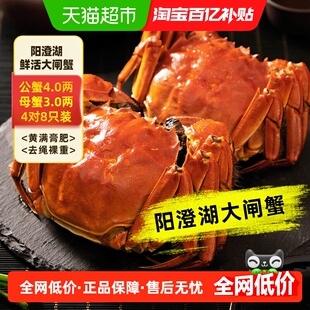 【活蟹】苏州澄方圆阳澄湖大闸蟹公4.0两母3.0两8只鲜活螃蟹礼盒
