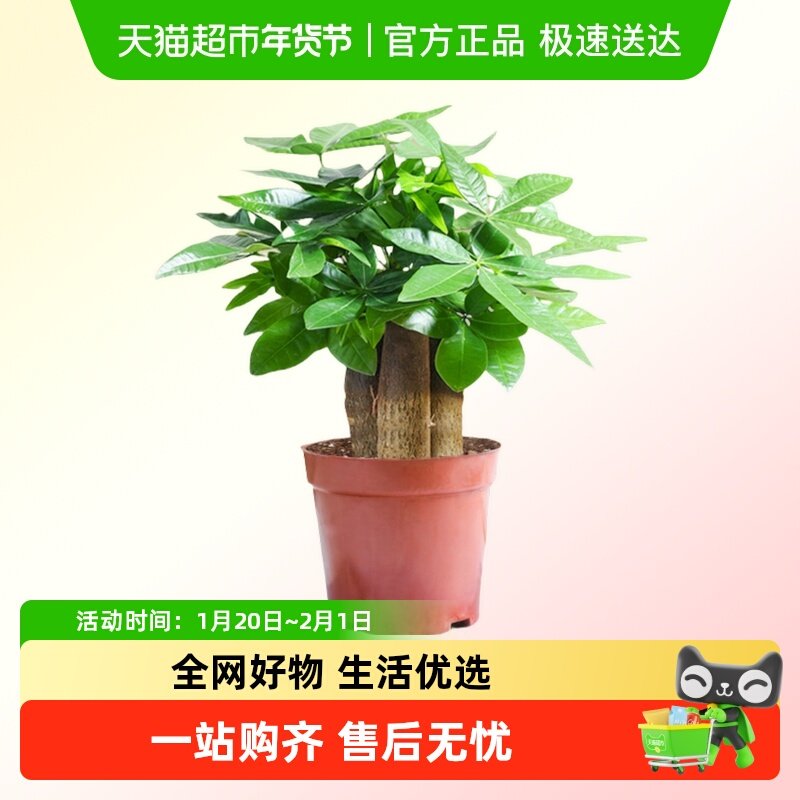 发财树小盆栽客厅小盆景四季好养绿植办公室招财树盆景植物花卉,鲜花速递/花卉仿真/绿植园艺,鲜花速递(同城),淘宝优惠券,粉丝福利购,淘宝优惠卷