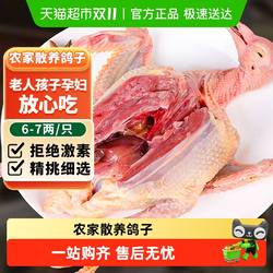 鸽子新鲜活体非土鸽子老鸽子乳鸽鲜农家散养煲炖汤生鲜鸽子肉