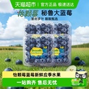 DRISCOLL 新鲜水果孕妇低GI脆甜口感 S怡颗莓云南蓝莓中大果应季