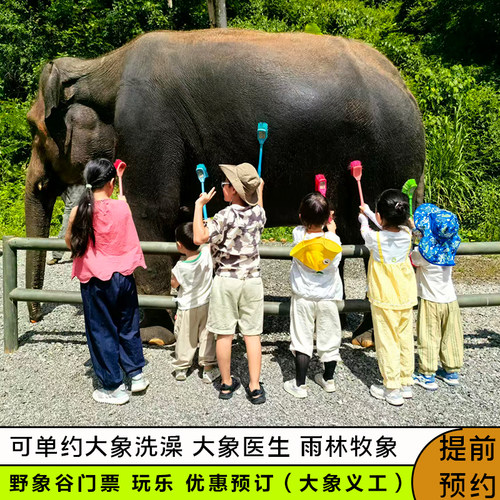 西双版纳野象谷玩乐套餐  雨林牧象/大象洗澡/大象医生（体检） 优惠预订