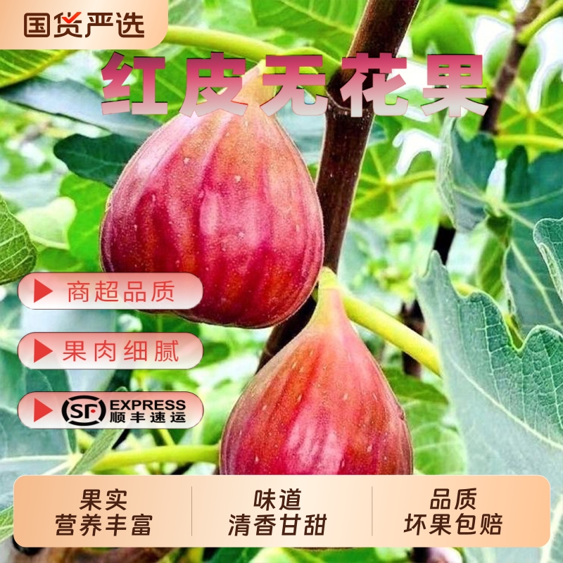 四川无花果当季新鲜水果顺丰包邮