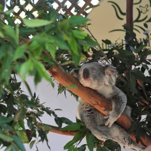 [费瑟黛尔野生动物园-大门票]快速出票扫码入园当天可订悉尼费瑟黛尔野生动物园Featherdale