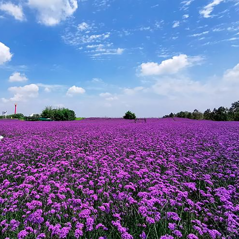 [蔚然花海-蔚然花海商场券]蔚然花海商场券