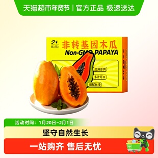 【非转基因木瓜】枝上至上木瓜精心培育坚守自然生长果味浓郁香甜