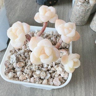 5头超白体冰玉A58