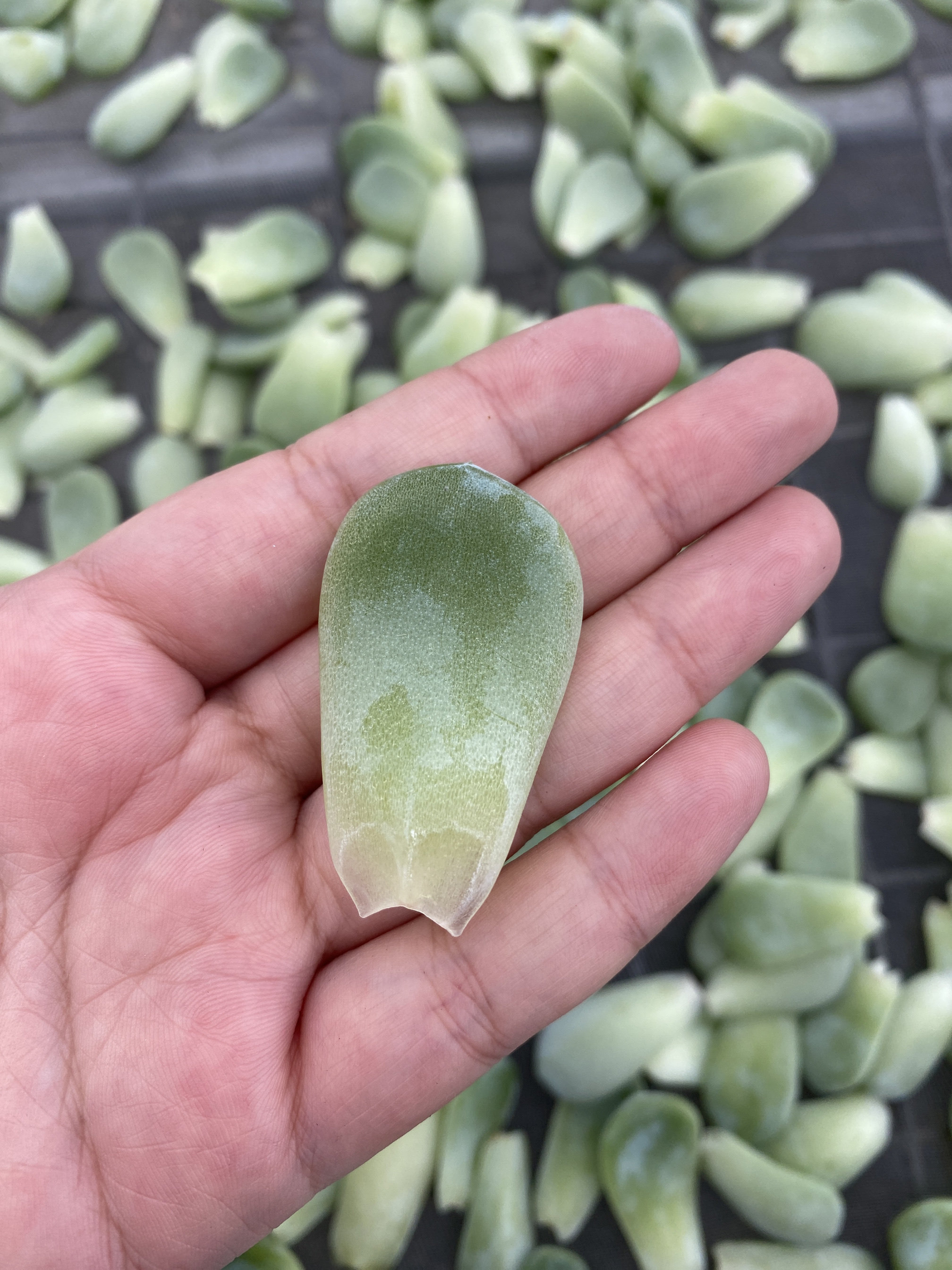 超白体冰玉多肉叶片发芽率高基因优秀包邮