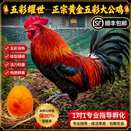 正宗纯种黄金五彩鸡受精蛋可孵