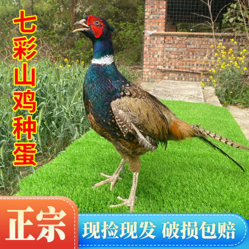 七彩山鸡种蛋受精蛋可孵化