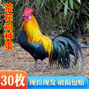 纯种云南茶花鸡种蛋受精蛋可孵化种蛋观赏白耳茶花鸡受精蛋可孵化