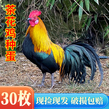 【保受精率80%】云南茶花鸡种蛋受精蛋可孵化白耳茶花鸡原鸡种蛋