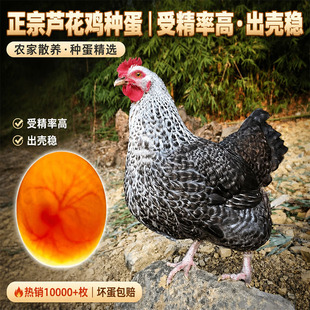 汶上纯种芦花鸡种蛋受精蛋可孵化种鸡蛋受精蛋可孵化土鸡种蛋包邮