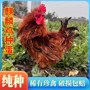 纯种翻毛鸡受精蛋可孵化种蛋麒麟鸡蛋孵化小鸡苗纯种卷毛土鸡新鲜