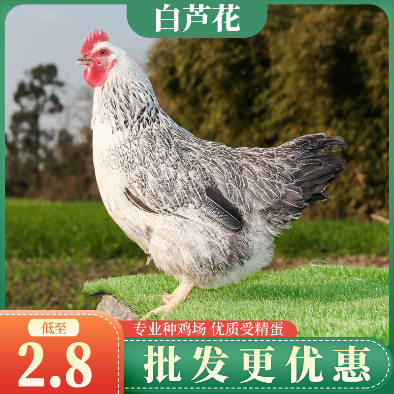 纯种白芦花鸡种蛋受精蛋可孵化高产稻花鸡土鸡种蛋保受精出壳率高