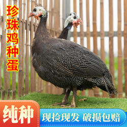 纯种珍禽珍珠鸡种蛋受精蛋可孵化种蛋几内亚鸟土鸡蛋受精蛋可孵化