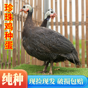 纯种珍禽珍珠鸡种蛋受精蛋可孵化种蛋几内亚鸟土鸡蛋受精蛋可孵化