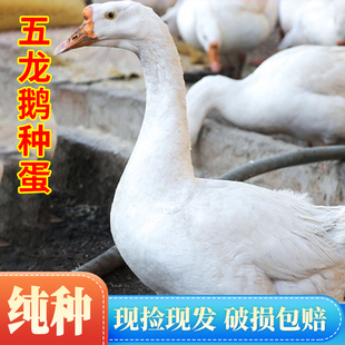 纯种五龙鹅种蛋鹅蛋可孵化豁眼鹅种蛋种鹅蛋鲜蛋受精蛋可孵化6枚